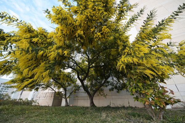 شکوفه زودهنگام درختان در سوچی - اسپوتنیک افغانستان  