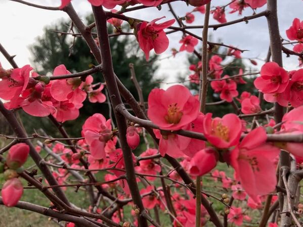 شکوفه زودهنگام درختان در سوچی - اسپوتنیک افغانستان  