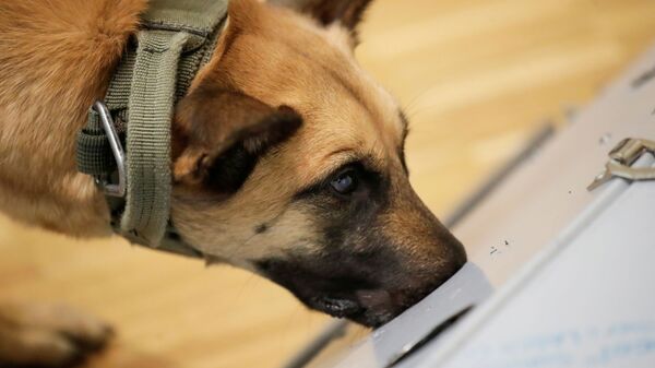 توانایی سگ ها در تشخیص انواع بیماری ها - اسپوتنیک افغانستان  