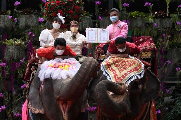 تازه عروسان بالای فیل در تایلند  - اسپوتنیک افغانستان  