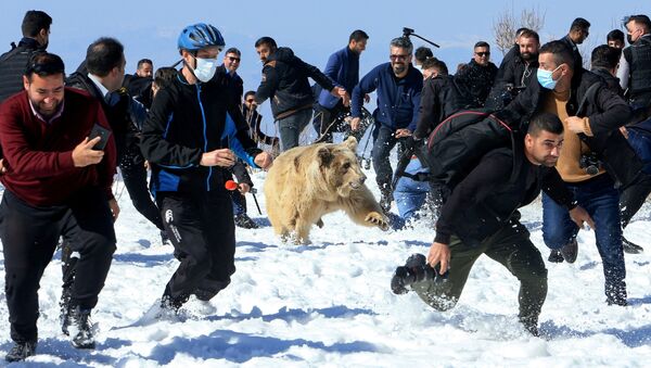 مشاهده خرس قطبی بر روی جاده مردم عراق را وحشت زده کرد. - اسپوتنیک افغانستان  
