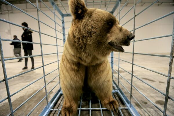 خرس قطبی سوریایی در قفسی در عراق - اسپوتنیک افغانستان  
