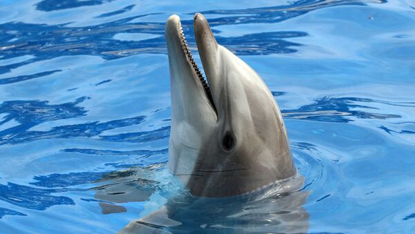 نتایج یک مطالعه: دلفین ها شخصیتی شبیه به انسان دارند  - اسپوتنیک افغانستان  