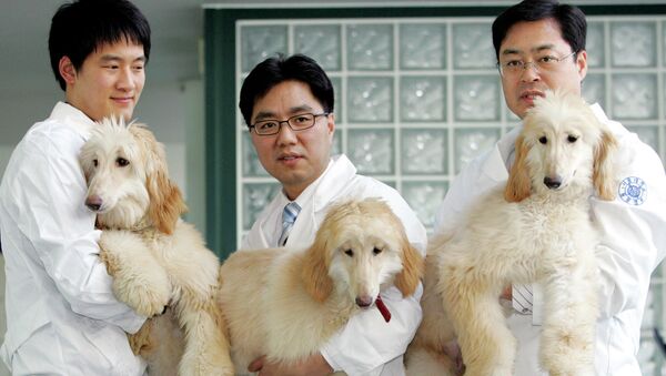  استاد دانشگاه سئول در کوریای جنوبی، سگ‌های شبیه سازی شده را به نمایش می گذارد. - اسپوتنیک افغانستان  