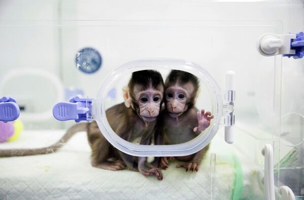 میمون‌های شبیه‌سازی شده در آزمایشگاه تحقیقات پستانداران آکادمی علوم چین. - اسپوتنیک افغانستان  