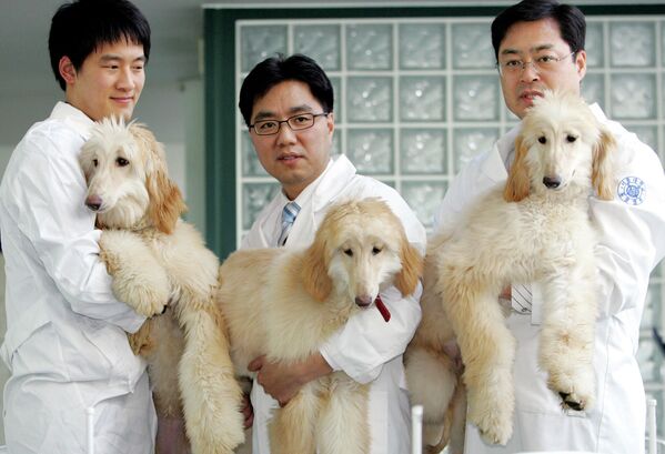  استاد دانشگاه سئول در کوریای جنوبی، سگ‌های شبیه سازی شده را به نمایش می گذارد. - اسپوتنیک افغانستان  