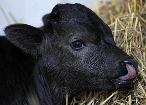 اولین گاو شبیه‌سازی شده در اسپانیا. - اسپوتنیک افغانستان  