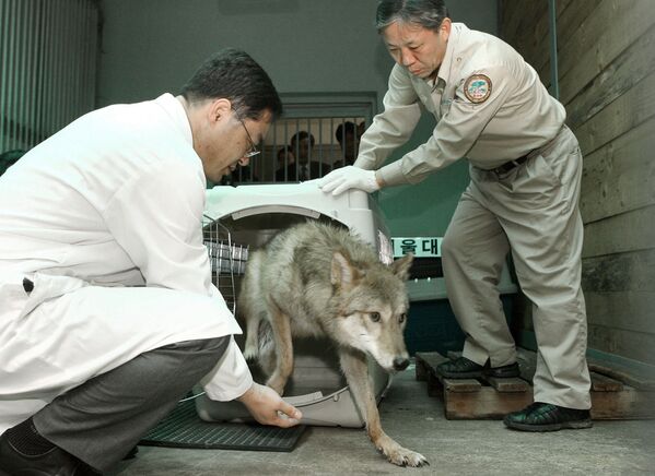 یک گرگ شبیه سازی شده در باغ وحشی در جنوب سئول، در کوریای جنوبی. - اسپوتنیک افغانستان  