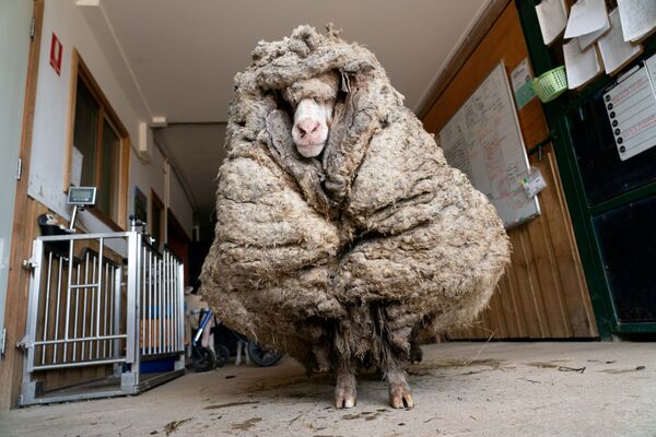 گوسفند Baarak قبل از قیچی در لنسفیلد، استرالیا. - اسپوتنیک افغانستان  