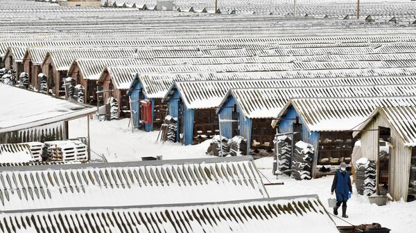Ферма по разведению норок в белорусской деревне Молотковичи - اسپوتنیک افغانستان  