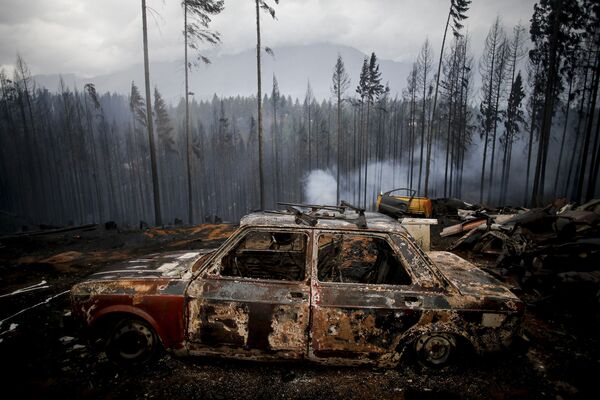 اثرات آتش سوزی در جنگل‌های ارجنتاین. - اسپوتنیک افغانستان  