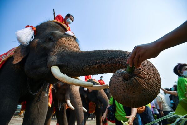 روز ملی فیل در تایلند. - اسپوتنیک افغانستان  