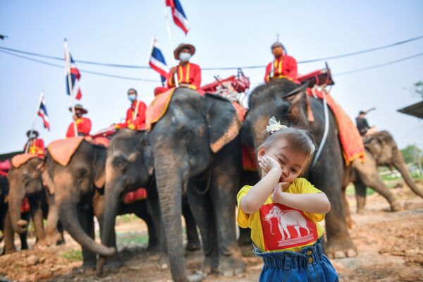 روز ملی فیل در تایلند. - اسپوتنیک افغانستان  