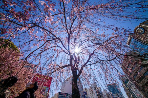 جشن «شکوفه های گیلاس» در جاپان  - اسپوتنیک افغانستان  
