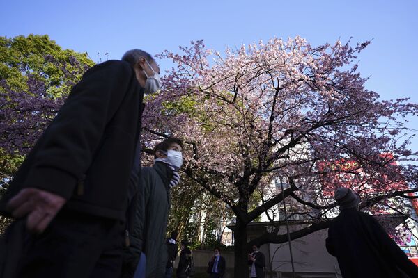 جشن «شکوفه های گیلاس» در جاپان  - اسپوتنیک افغانستان  