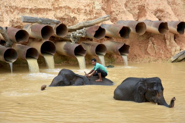 غسل فیل‌ها در اندونزیا. - اسپوتنیک افغانستان  