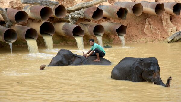 غسل فیل‌ها در اندونزیا. - اسپوتنیک افغانستان  