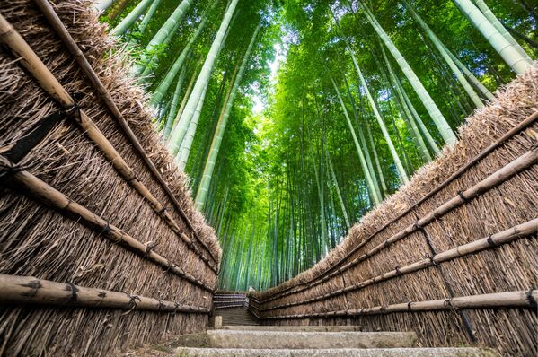  جنگل بامبو در جاپان. - اسپوتنیک افغانستان  