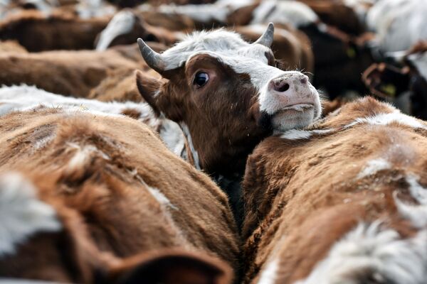 گاوها در قلمرو مزرعه دام پارتیزان در کریمه. - اسپوتنیک افغانستان  