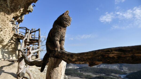 Кошка на территории пещерного монастыря Челтер-Мармара, расположенного на обрыве горы Челтер-Кая в Крыму - اسپوتنیک افغانستان  