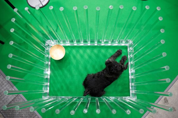 یک سگ در قفس در نمایشگاه سگ‌ها در توکیو. - اسپوتنیک افغانستان  