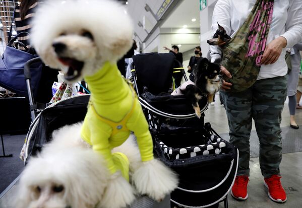 بازدید کنندگان با سگهایشان در نمایشگاه Interpets در توکیو. - اسپوتنیک افغانستان  