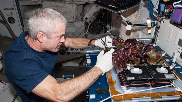 فضانورد ناسا و کاهوی فضایی. - اسپوتنیک افغانستان  