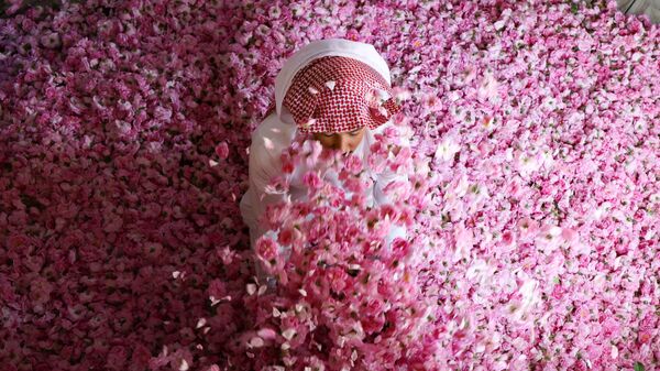گل گلاب - اسپوتنیک افغانستان  