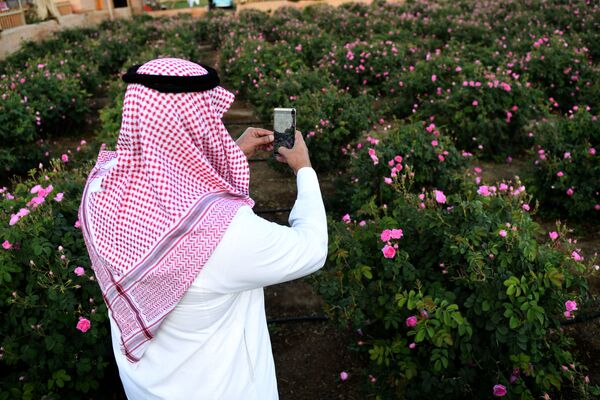 مزارع پوشیده از گل گلاب در عربستان سعودی - اسپوتنیک افغانستان  
