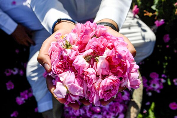مزارع پوشیده از گل گلاب در عربستان سعودی - اسپوتنیک افغانستان  