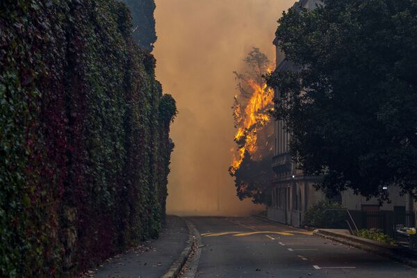 آتش‌سوزی گسترده در جنگلات کپ تاون، افریقای جنوبی. - اسپوتنیک افغانستان  