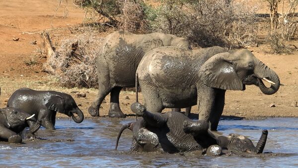فرار گله فیل‌ها از پارک ملی چین؛ بیش از یک میلیون دالر به مردم خسارت زده است - اسپوتنیک افغانستان  