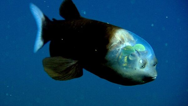 ماهی شیشه‌سر. - اسپوتنیک افغانستان  