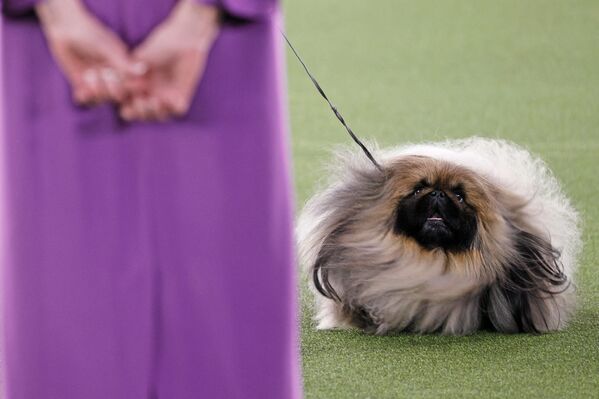 شرکت Pekingese Wasabi در نمایشگاه سگ های باشگاه وست مینستر در Tarrytown، نیویورک - اسپوتنیک افغانستان  