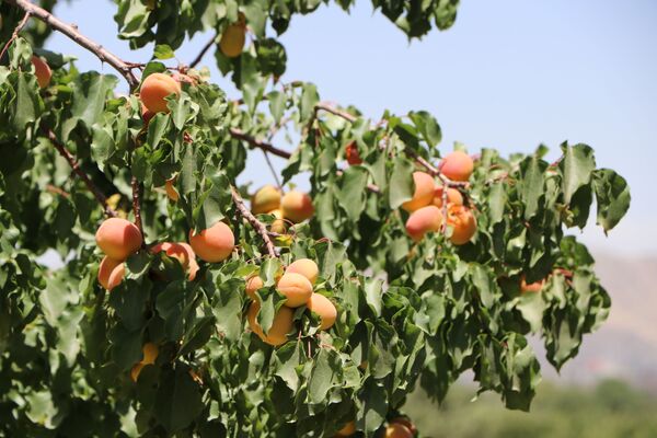 زردآلو در باغ میوه در کابل - اسپوتنیک افغانستان  