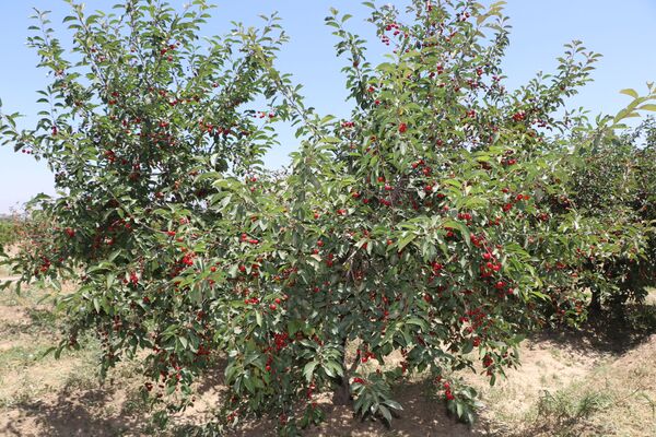 درخت آلوبالو در باغ میوه در کابل - اسپوتنیک افغانستان  