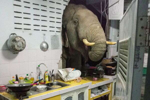 عبور فیل از دیوار یک خانه در تایلند. - اسپوتنیک افغانستان  