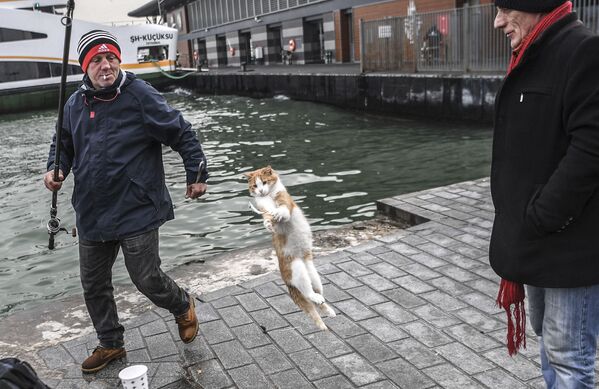 گربه در حال صید ماهی، استانبول - اسپوتنیک افغانستان  