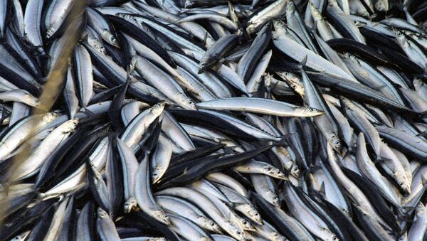با وجود این 5 نشانه در ماهی، خوردنش توصیه نمی‌شود - اسپوتنیک افغانستان  