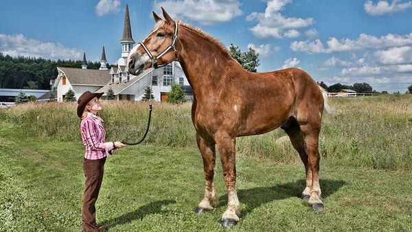 قد بلند ترین اسب جهان در آمریکا از دنیا رفت - اسپوتنیک افغانستان  