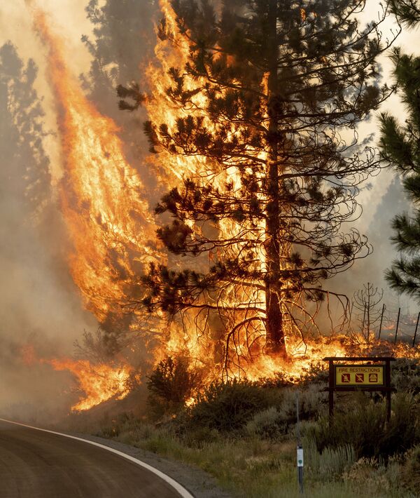 مبارزه با آتش سوزی در جنگل ملی کالیفرنیا Plumas. - اسپوتنیک افغانستان  