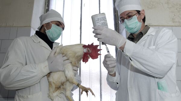 A vaccine against high pathogenic avian influenza has been developed at the St. Petersburg Avicultural Research Institute - اسپوتنیک افغانستان  
