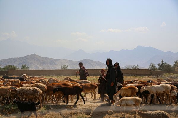 چوپان های افغان در نزدیکی پایگاه بگرام. - اسپوتنیک افغانستان  