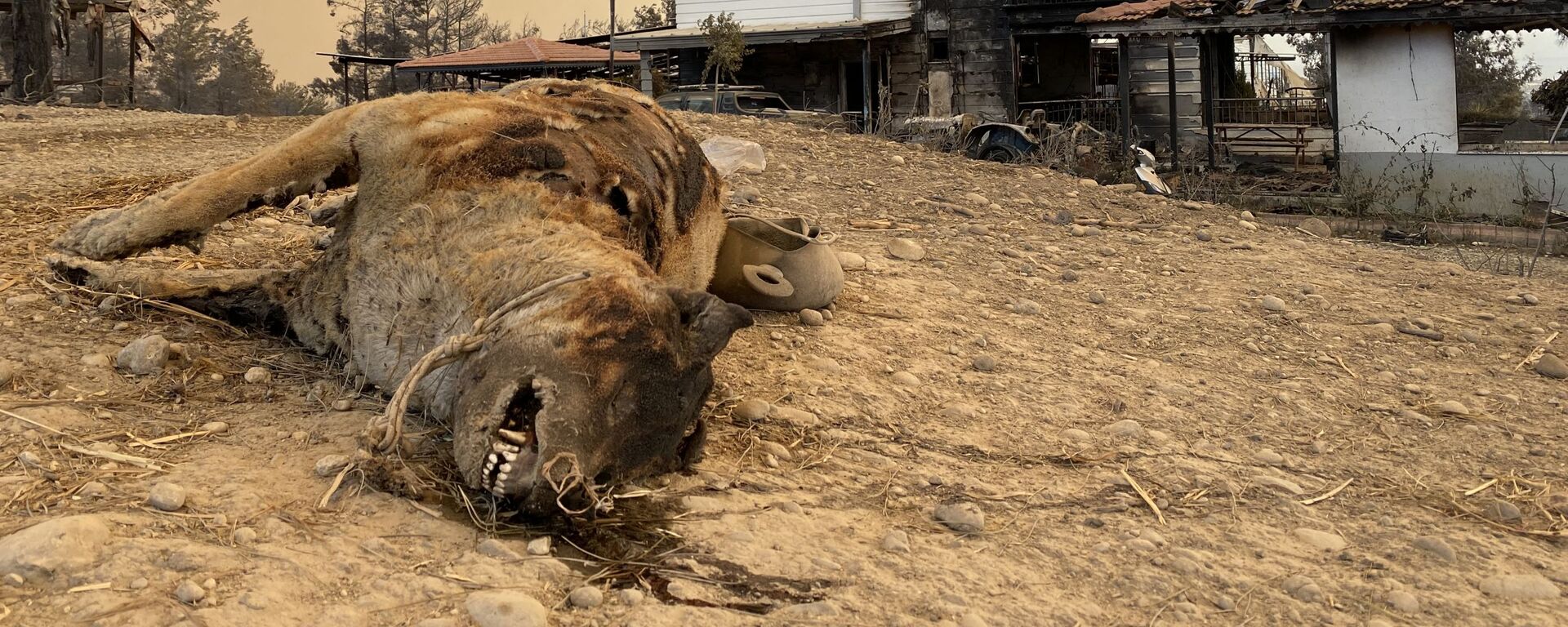 حیوان سوخته در آتش سوزی جنگلی ترکیه - اسپوتنیک افغانستان  , 1920, 03.08.2021