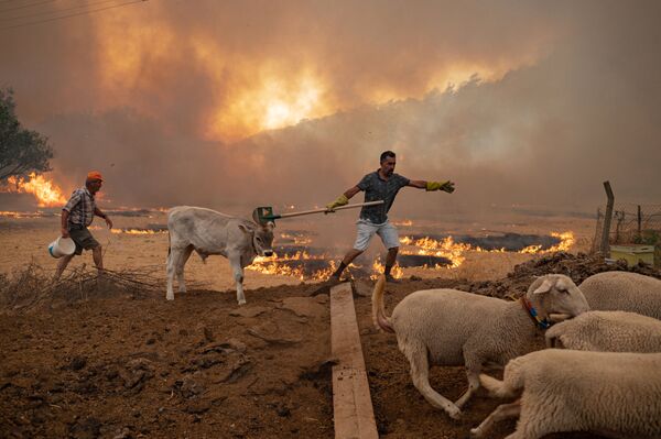    آتش سوزی جنگلی ترکیه - اسپوتنیک افغانستان  