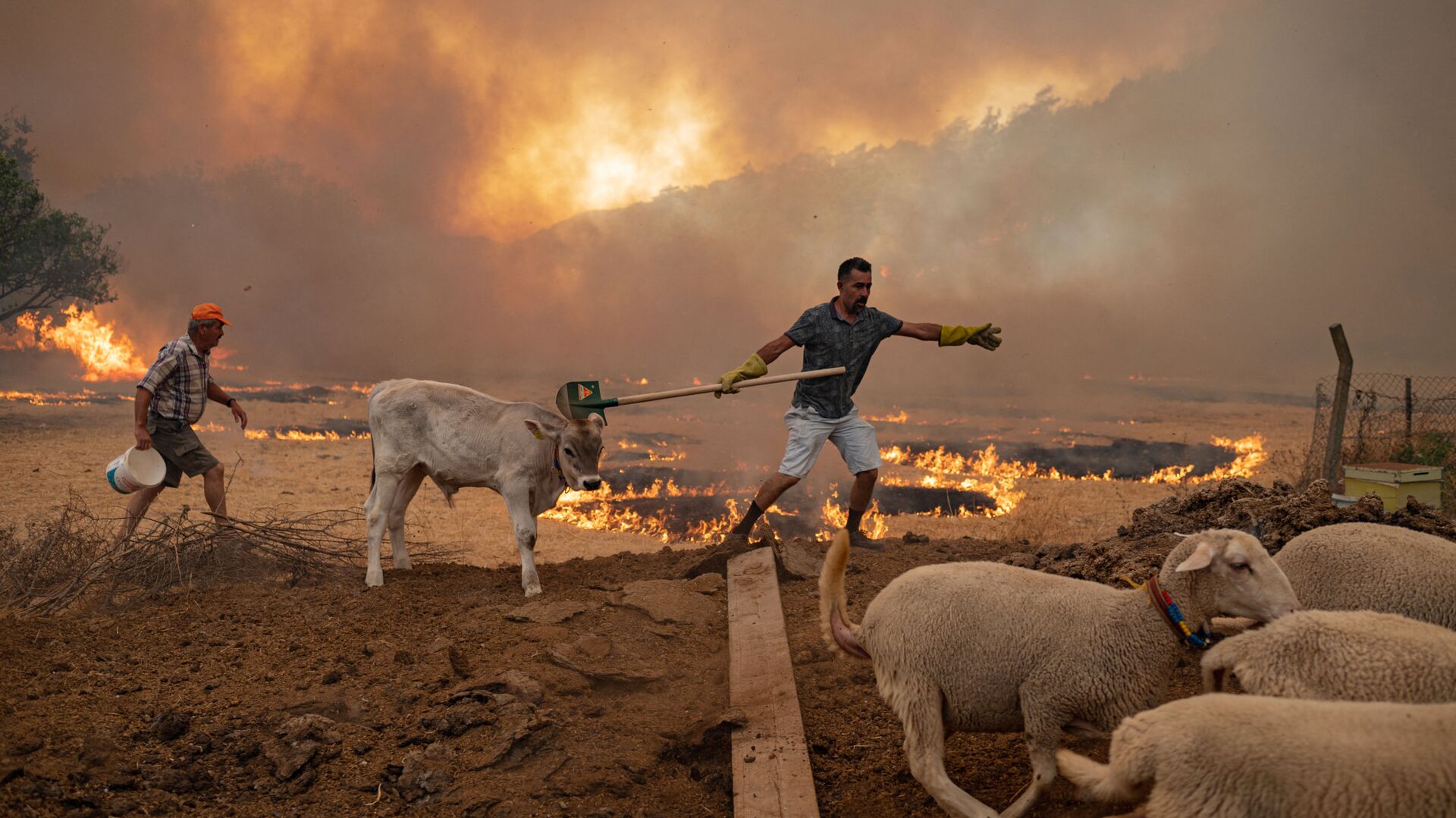 Мужчины со скотом во время природных пожаров в Турции  - اسپوتنیک افغانستان  , 1920, 17.02.2022