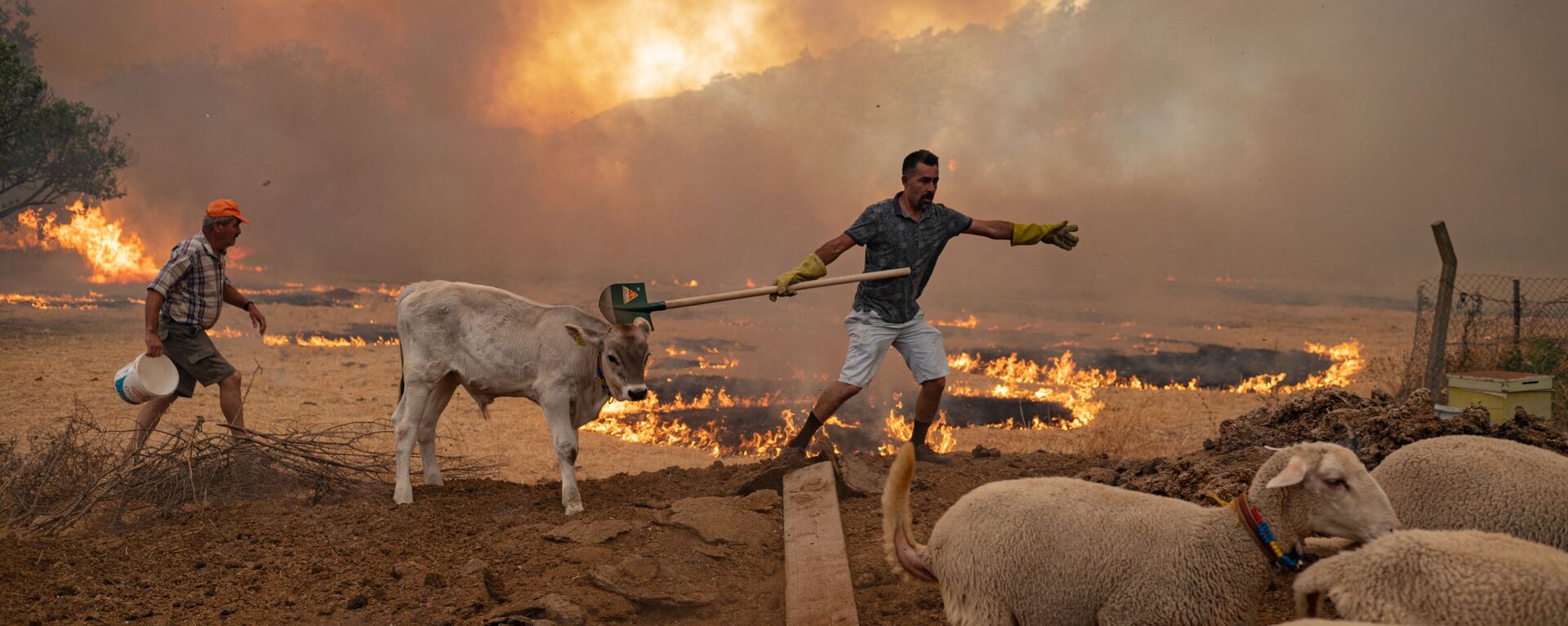 Мужчины со скотом во время природных пожаров в Турции  - اسپوتنیک افغانستان  , 1920, 17.02.2022
