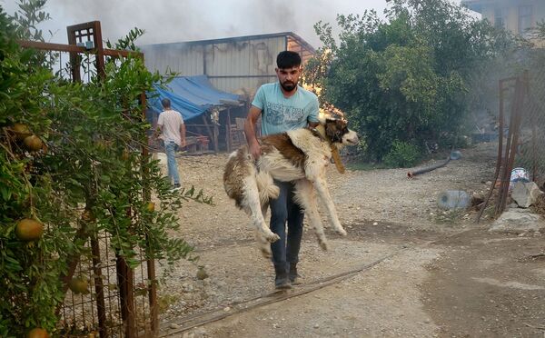    آتش سوزی جنگلی ترکیه - اسپوتنیک افغانستان  