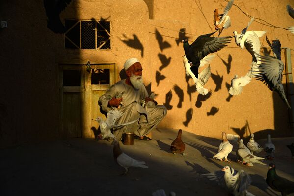 پرورش کبوتر در شهر هرات افغانستان - اسپوتنیک افغانستان  