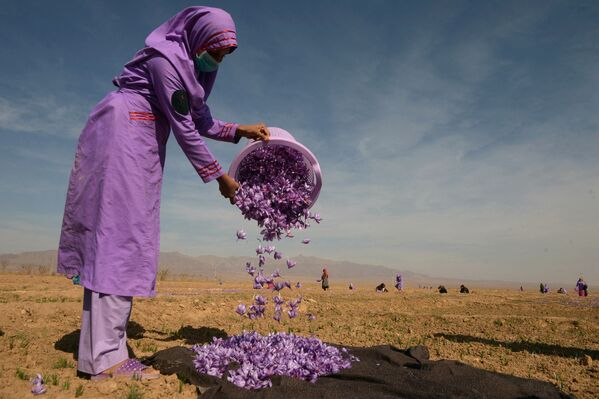 جمع آوری زعفران در حومه هرات - اسپوتنیک افغانستان  